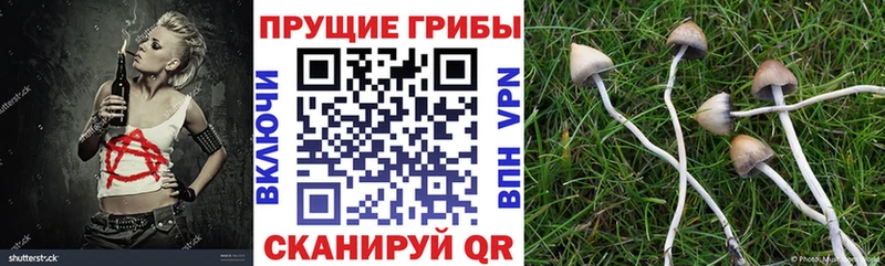 где найти наркотики Конаково Псилоцибиновые грибы Cubensis